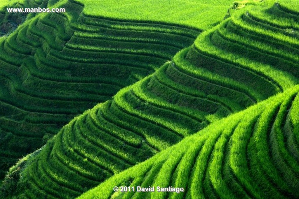 Guangxi
Rice Field La Columna del Dragon  guangxi  ping´an China
Guangxi