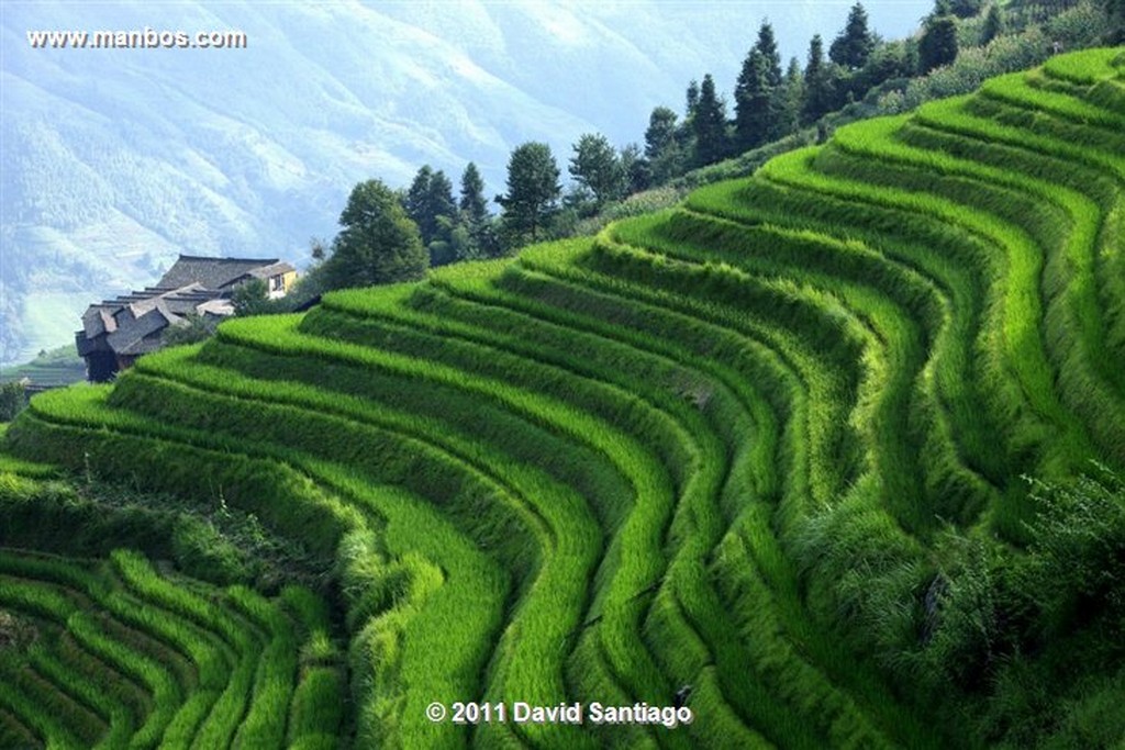 Guangxi
Rice Field La Columna del Dragon  guangxi  ping´an China
Guangxi