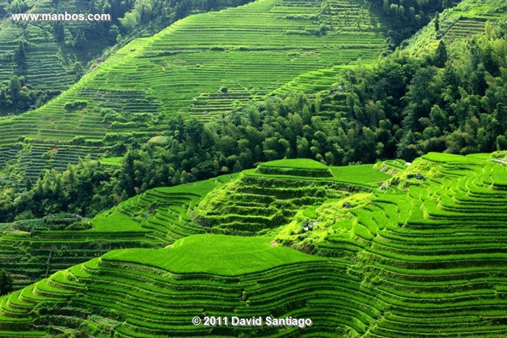 Guangxi
Rice Field La Columna del Dragon  guangxi  ping´an China
Guangxi