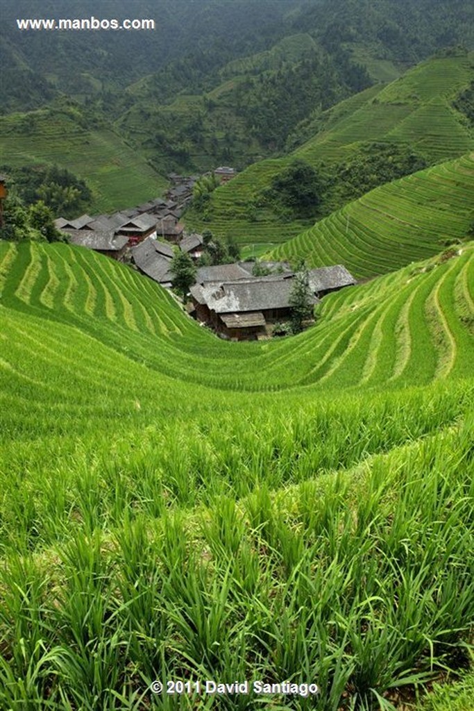 Guangxi
Rice Field La Columna del Dragon  guangxi  ping´an China
Guangxi