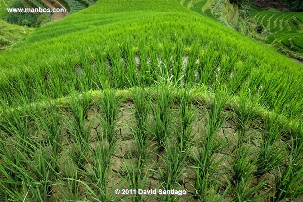 Guangxi
Rice Field La Columna del Dragon  guangxi  ping´an China
Guangxi