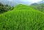 Guangxi
Rice Field La Columna del Dragon  guangxi  ping´an China
Guangxi