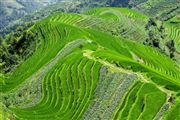 Camara Canon EOS 5D Mark II
Rice Field La Columna del Dragon  guangxi  ping´an China
El Gran Sur de China
GUANGXI
Foto: 28037