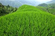 Camara Canon EOS 5D Mark II
Rice Field La Columna del Dragon  guangxi  ping´an China
El Gran Sur de China
GUANGXI
Foto: 28026