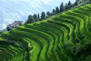 Camara Canon EOS 5D Mark II
Rice Field La Columna del Dragon  guangxi  ping´an China
El Gran Sur de China
GUANGXI
Foto: 27915