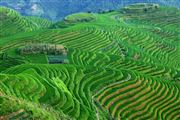 Camara Canon EOS 5D Mark II
Rice Field La Columna del Dragon  guangxi  ping´an China
El Gran Sur de China
GUANGXI
Foto: 27882