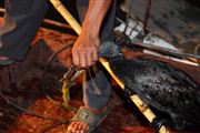 Camara Canon EOS 5D Mark II
Li River  xingping Cormorant Fishermen China
El Gran Sur de China
XINGPING
Foto: 27860