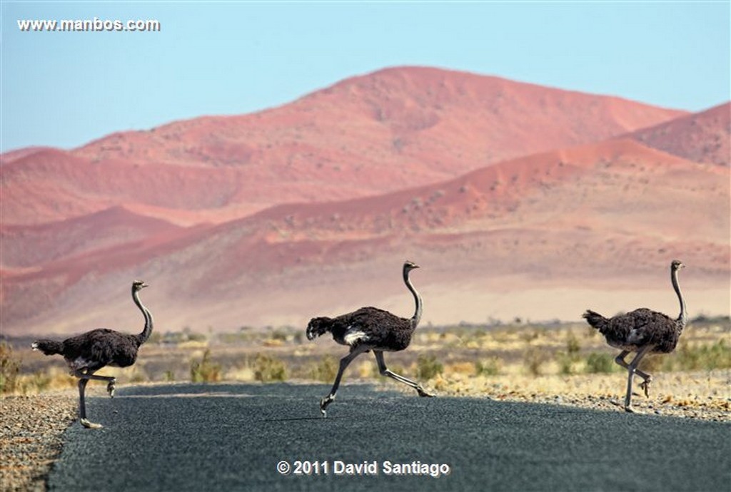 Namibia
Namibia Antilope Oryx  oris Gazella 
Namibia