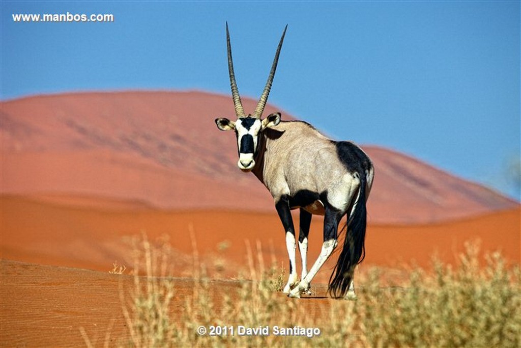 Namibia
Namibia Antilope Oryx  oris Gazella 
Namibia
