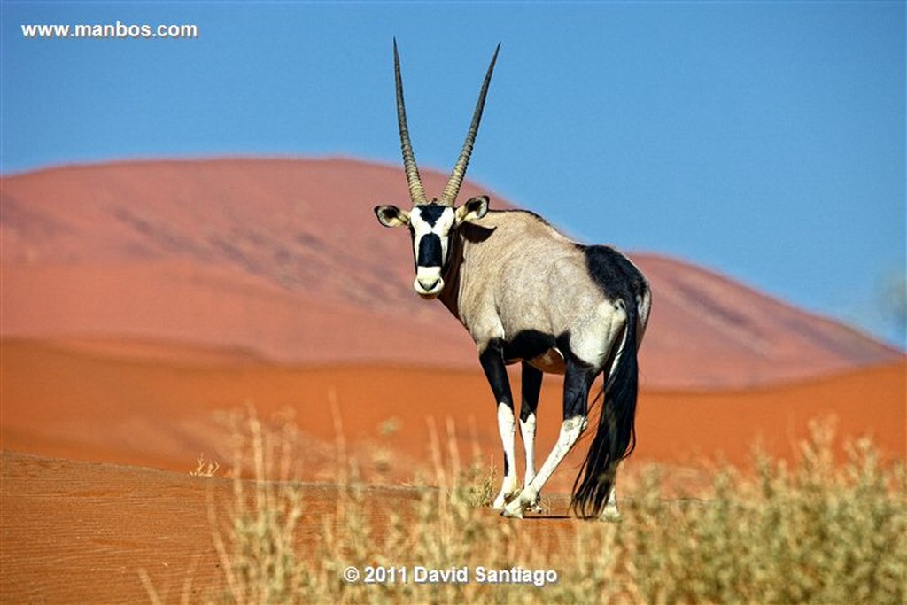 Namibia
Namibia Antilope Oryx  oris Gazella 
Namibia