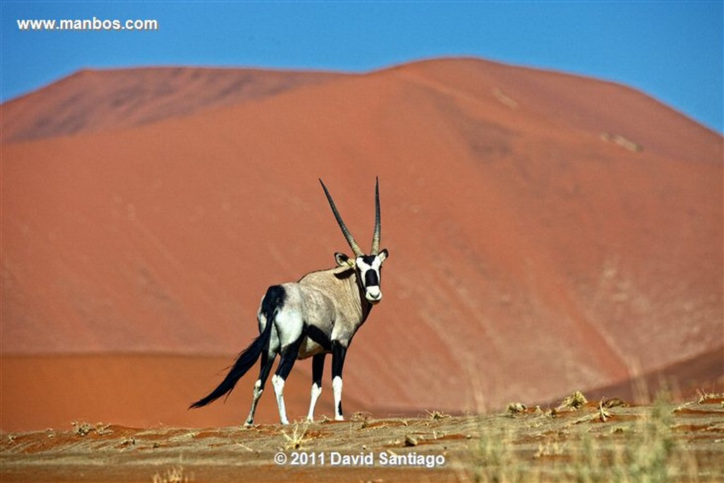 Namibia
Namibia Antilope Oryx  oris Gazella 
Namibia