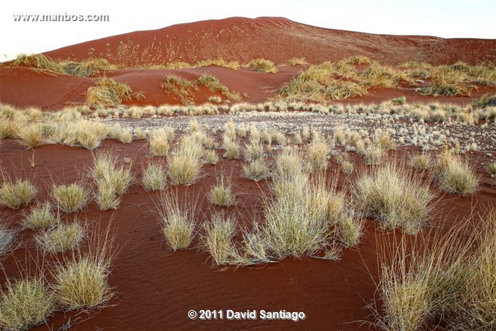 Namibia
Namibia Avestruz Struthio Camelus 
Namibia