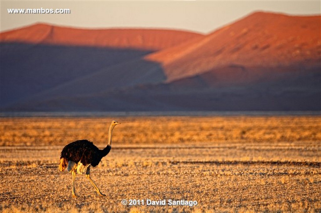 Namibia
Namibia Avestruz Struthio Camelus 
Namibia