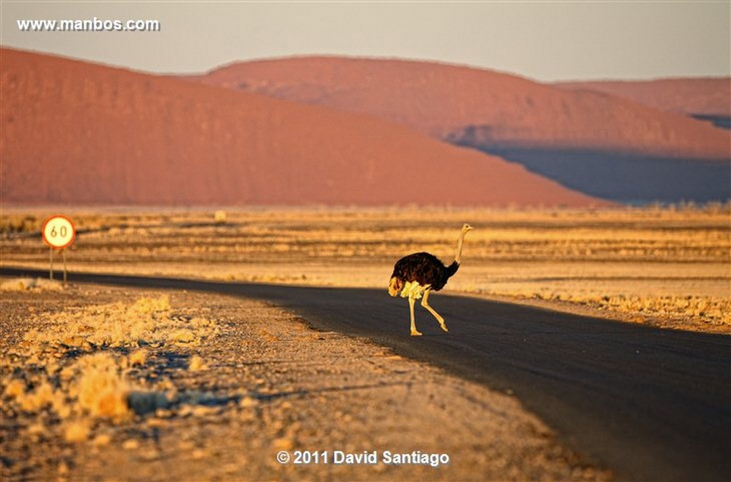 Namibia
Namibia Avestruz Struthio Camelus 
Namibia