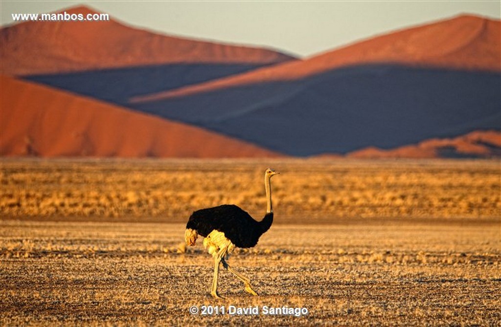 Namibia
Namibia Avestruz Struthio Camelus 
Namibia