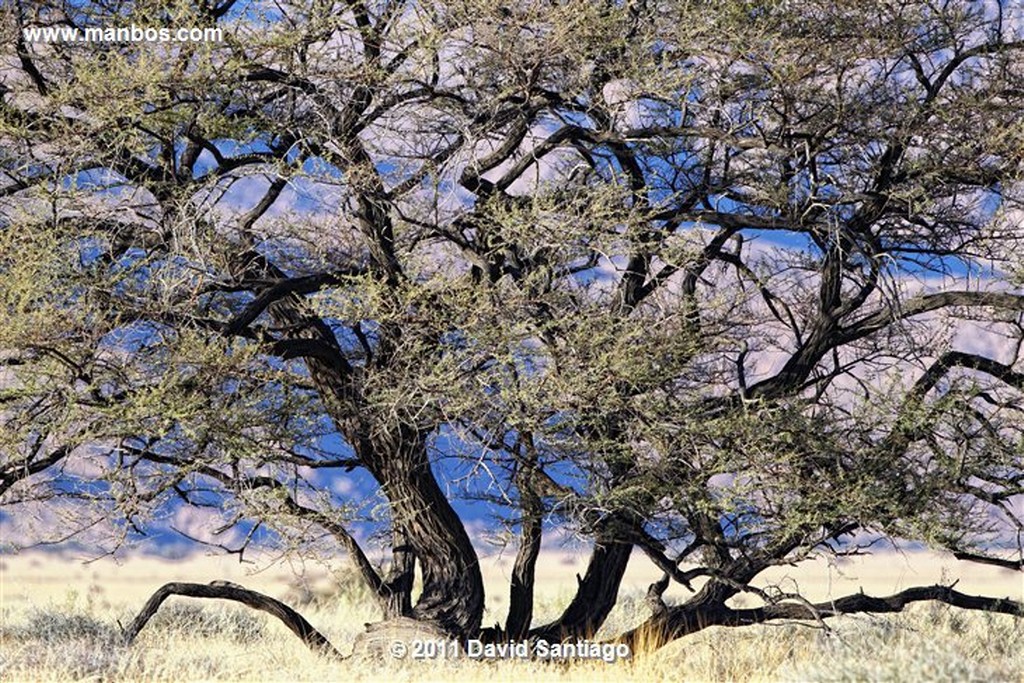 Namibia
Namibia Struthio Camelus Naukluft National Park 
Namibia