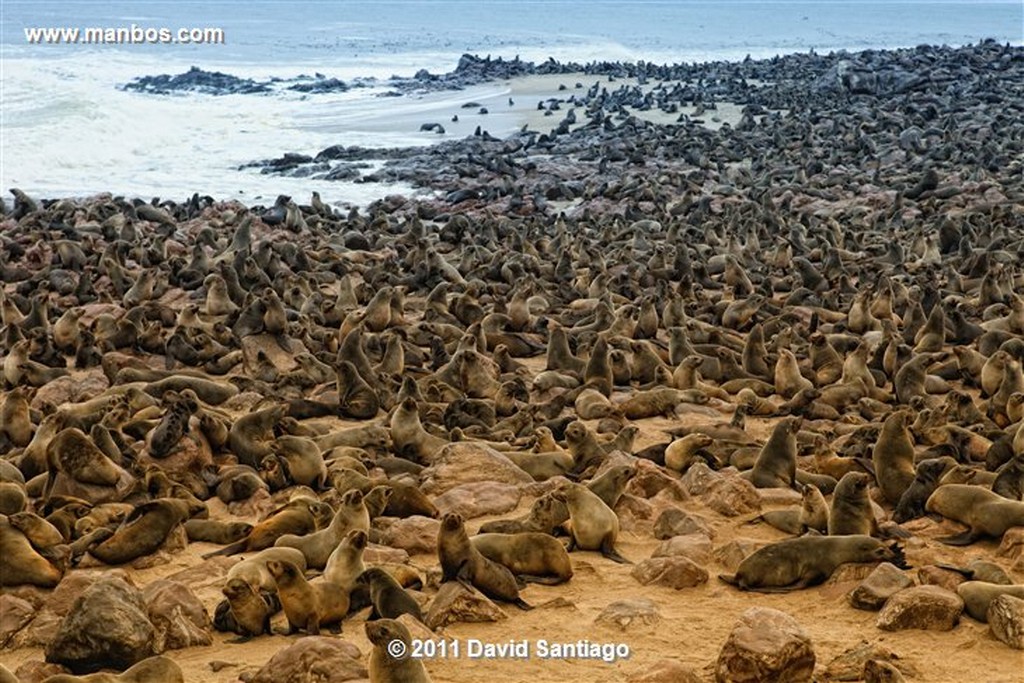 Namibia
Namibia Cape Cross Seal Reserve 
Namibia