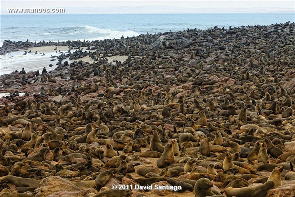 Namibia
Namibia Cape Cross Seal Reserve 
Namibia