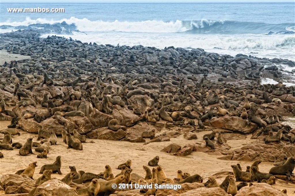 Namibia
Namibia Cape Cross Seal Reserve 
Namibia