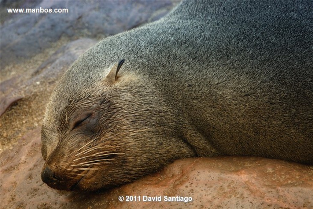 Namibia
Namibia Cape Cross Seal Reserve 
Namibia