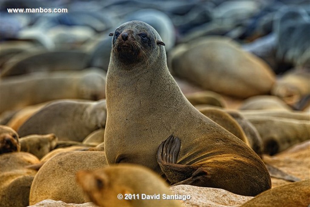 Namibia
Namibia Cape Cross Seal Reserve 
Namibia