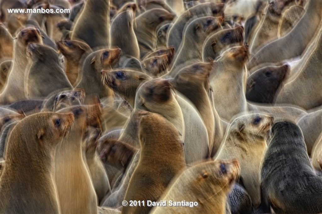 Namibia
Namibia Jirafa  giraffa Camelopardalis 
Namibia