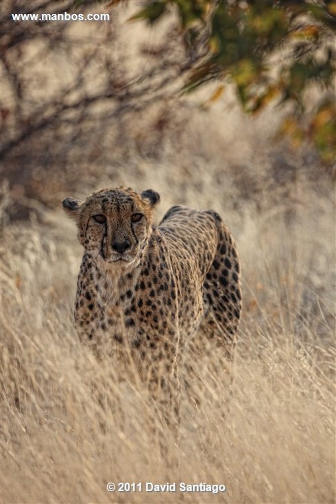 Namibia
Namibia Guepardo  acinonyx Jubatu 
Namibia