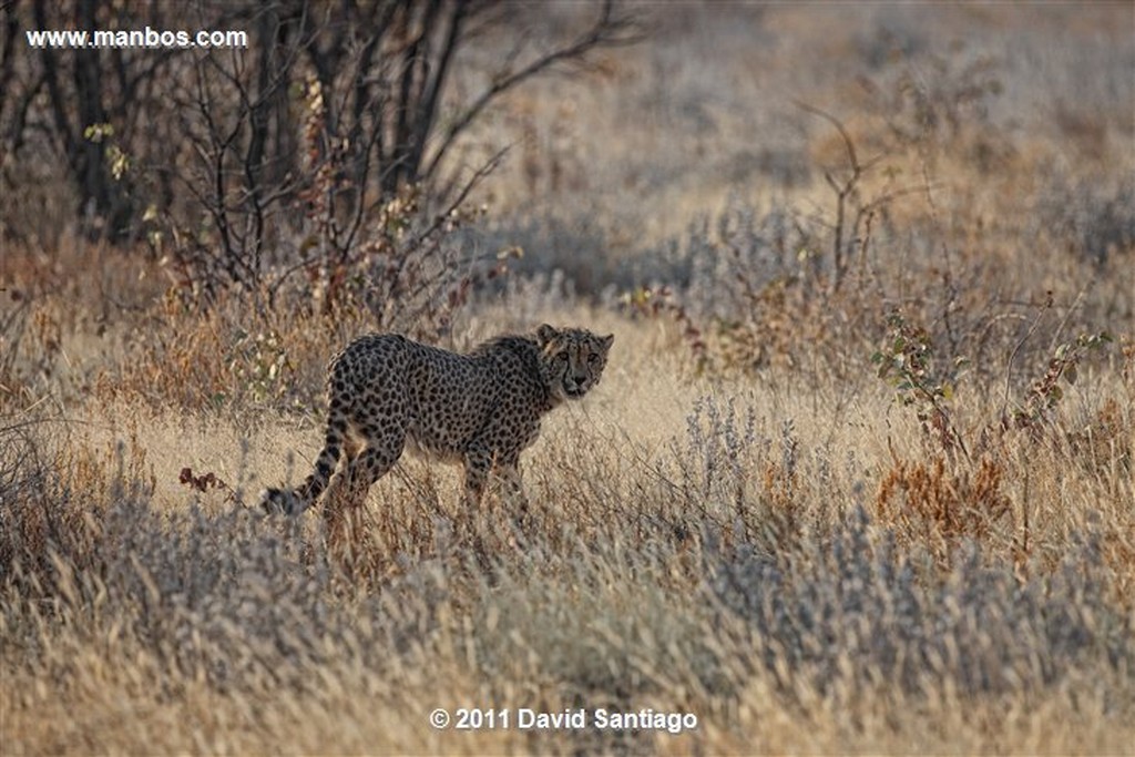 Namibia
Namibia Guepardo  acinonyx Jubatu 
Namibia