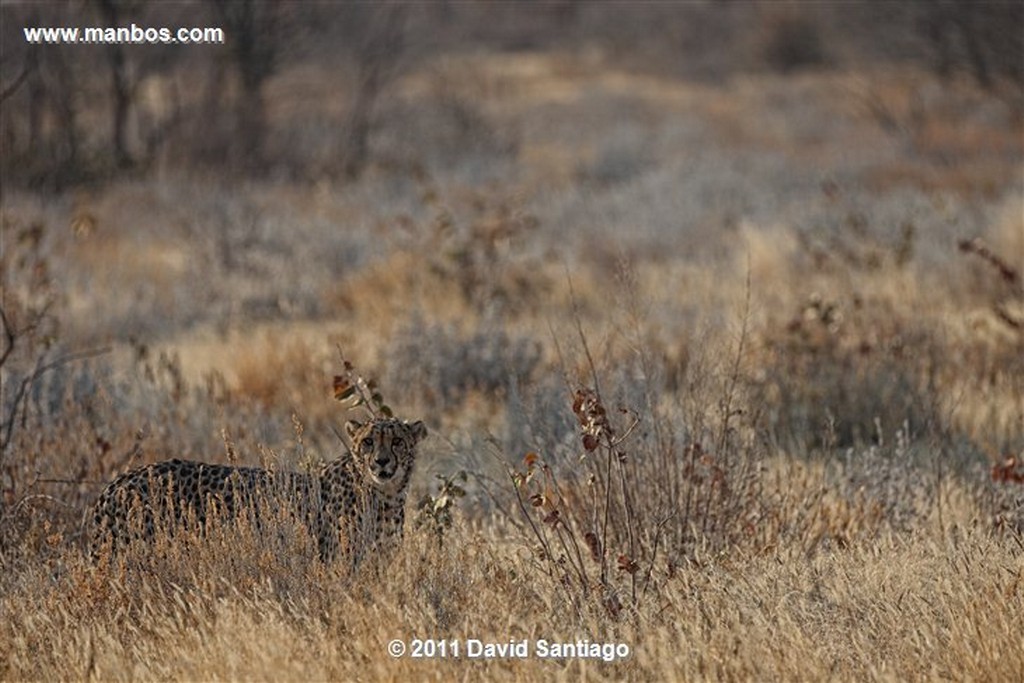 Namibia
Namibia Guepardo  acinonyx Jubatu 
Namibia