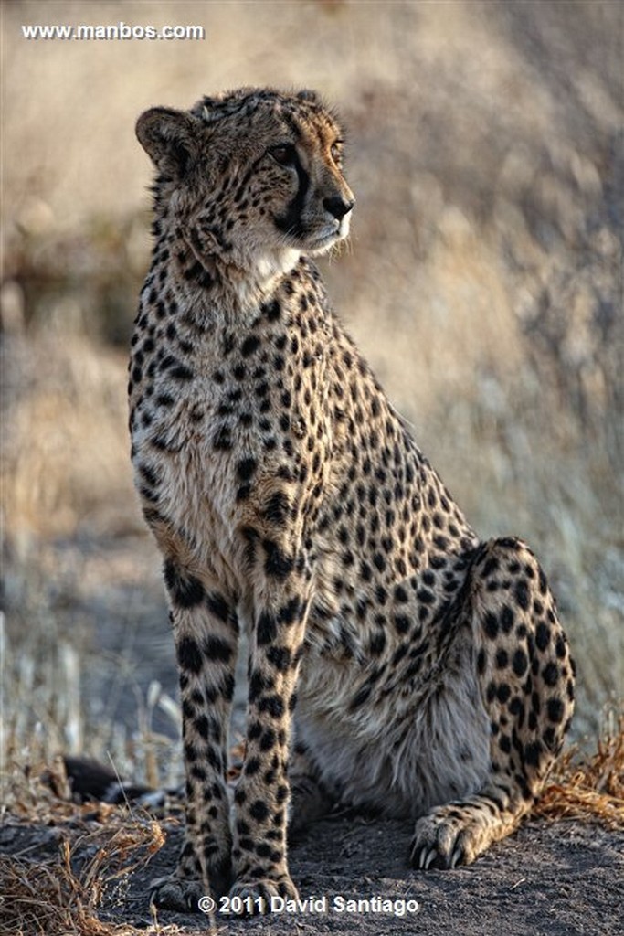 Namibia
Namibia Guepardo  acinonyx Jubatu 
Namibia