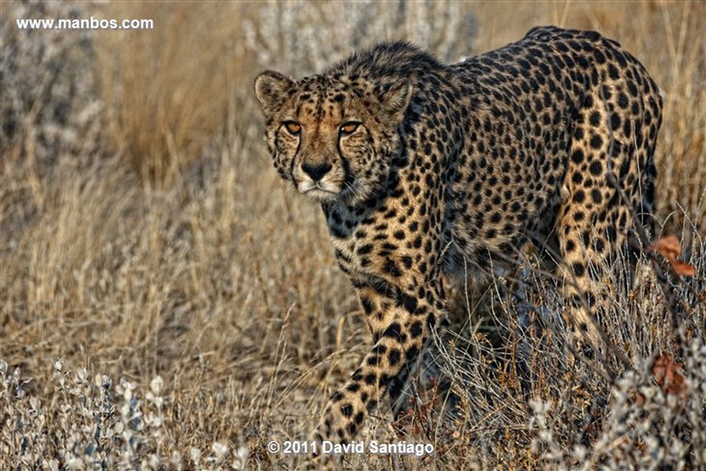 Namibia
Namibia Guepardo  acinonyx Jubatu 
Namibia