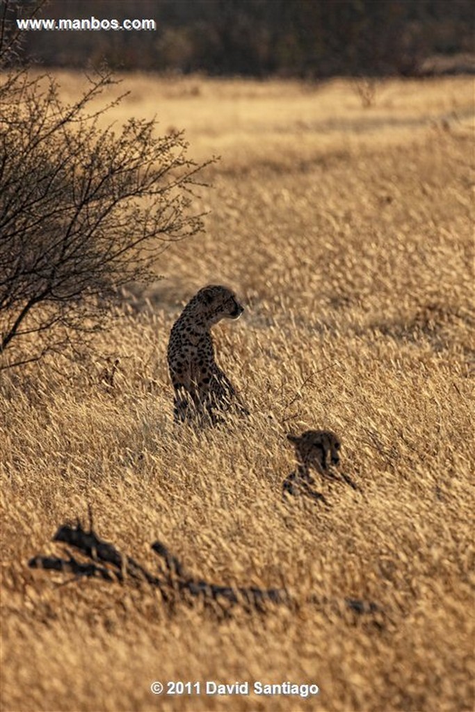 Namibia
Namibia Guepardo  acinonyx Jubatu 
Namibia