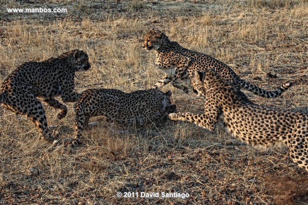 Namibia
Namibia Guepardo  acinonyx Jubatu 
Namibia