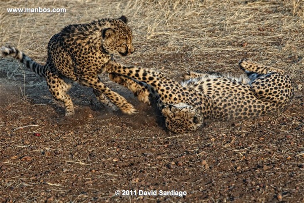 Namibia
Namibia Guepardo  acinonyx Jubatu 
Namibia