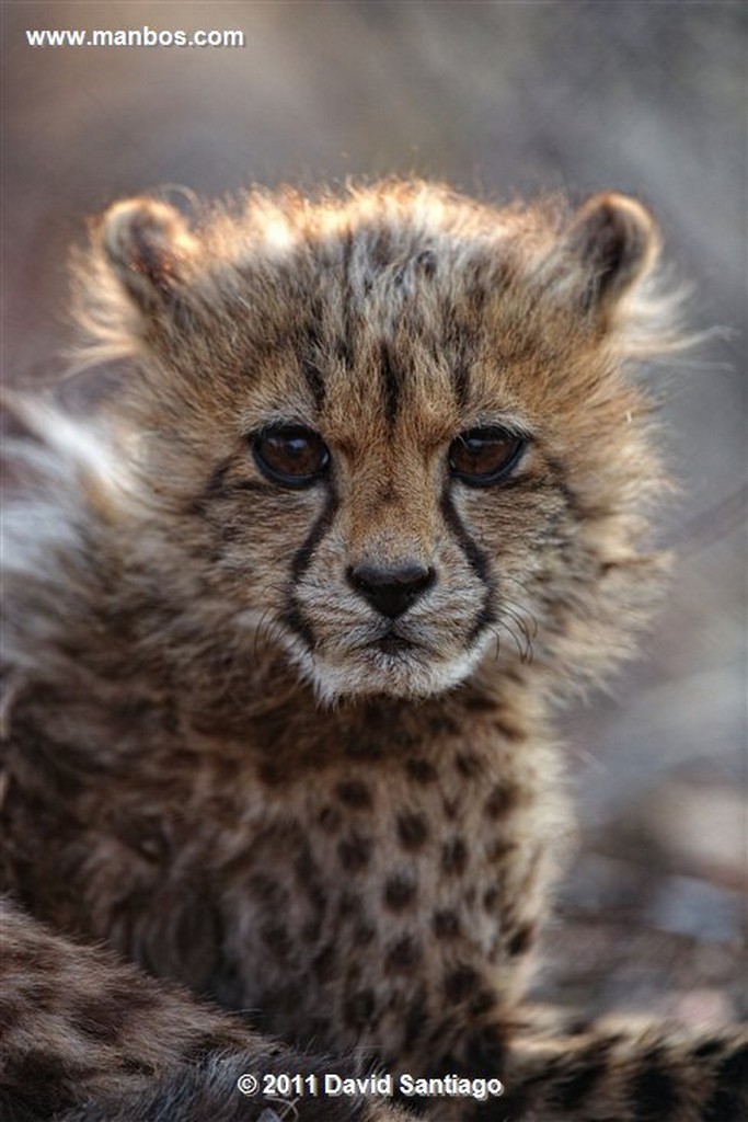 Namibia
Namibia Guepardo  acinonyx Jubatu 
Namibia