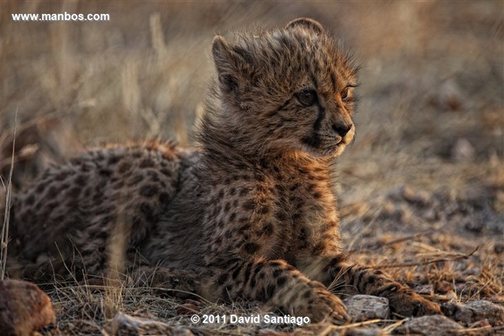 Namibia
Namibia Guepardo  acinonyx Jubatu 
Namibia