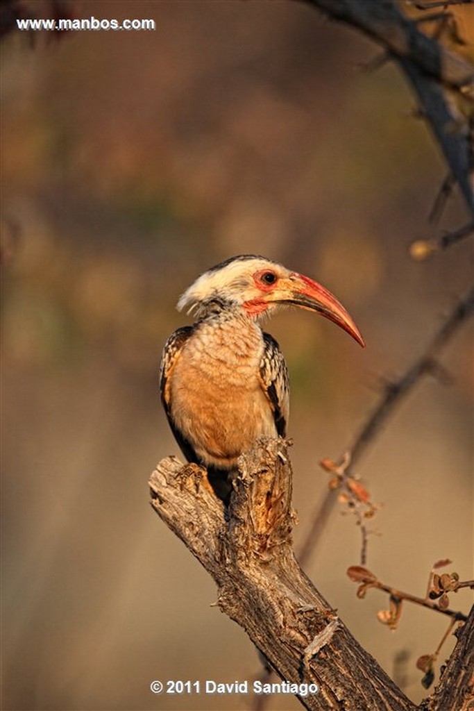 Namibia
Namibia Tockus Leucomelas 
Namibia