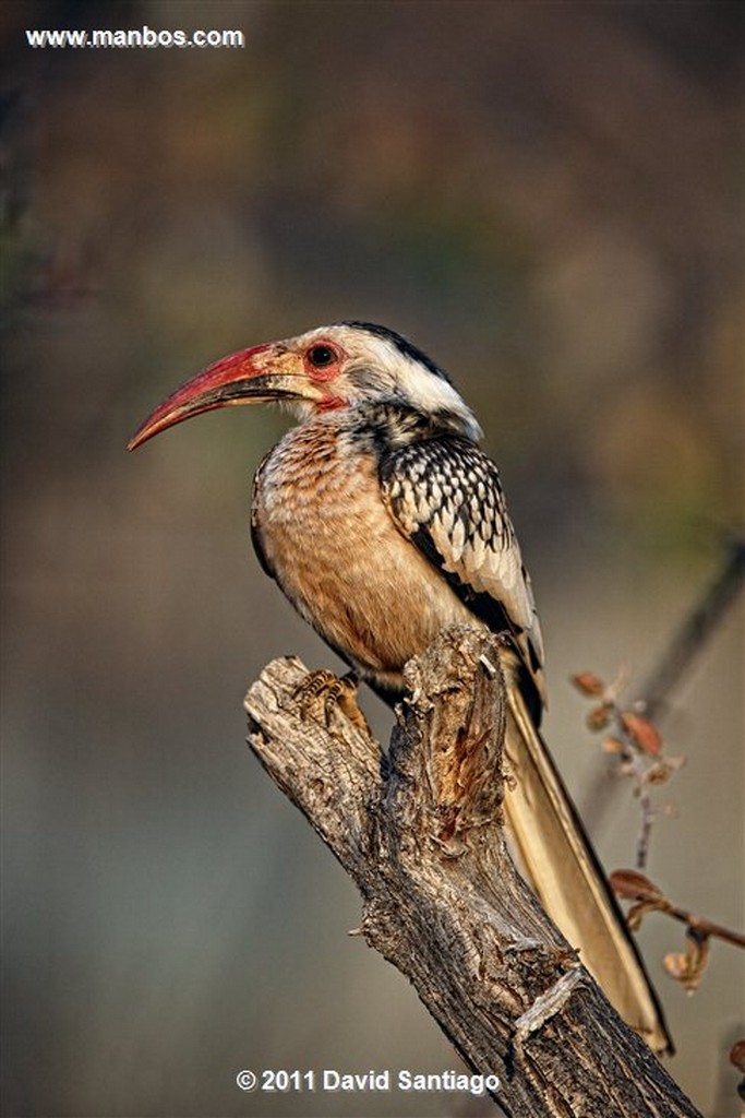 Namibia
Namibia Ave 
Namibia