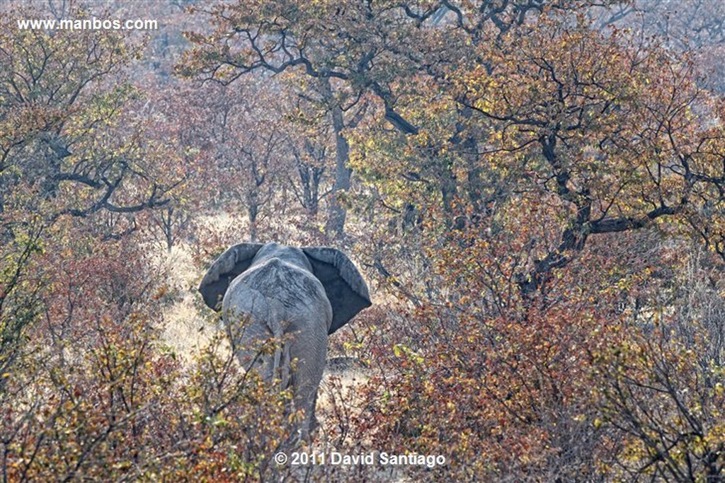 Namibia
Namibia Rinoceronte Blanco  cerathotherium Simum 
Namibia