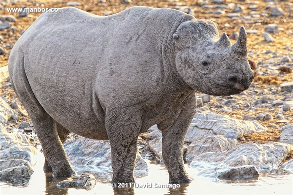 Namibia
Namibia Rinoceronte Blanco  cerathotherium Simum 
Namibia