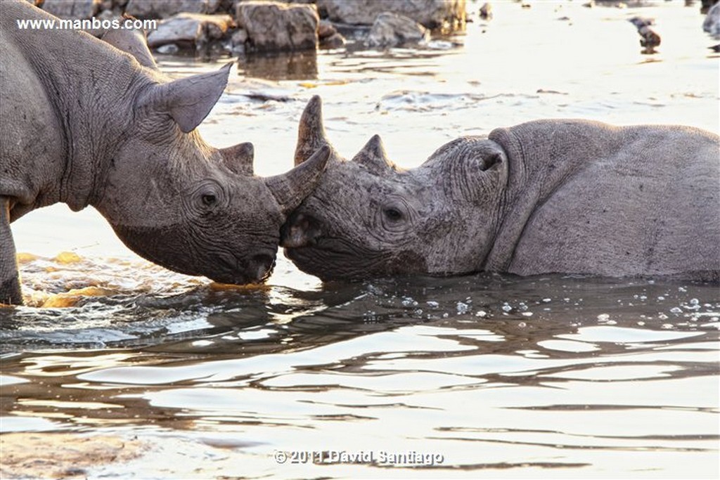 Namibia
Namibia Rinoceronte Blanco  cerathotherium Simum 
Namibia