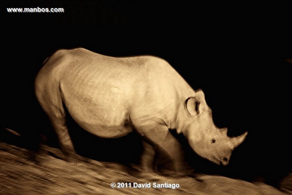 Namibia
Namibia Rinoceronte Blanco  cerathotherium Simum 
Namibia