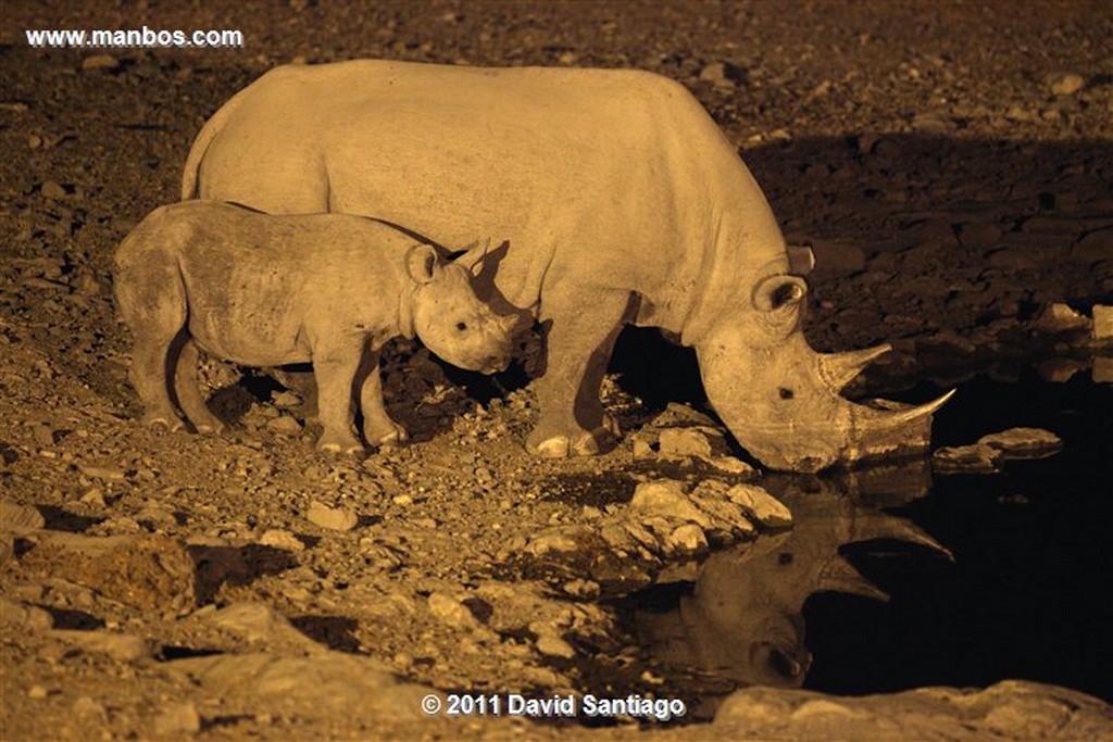 Namibia
Namibia Bubal Alcelafo Alcelaphus Buselaphus 
Namibia