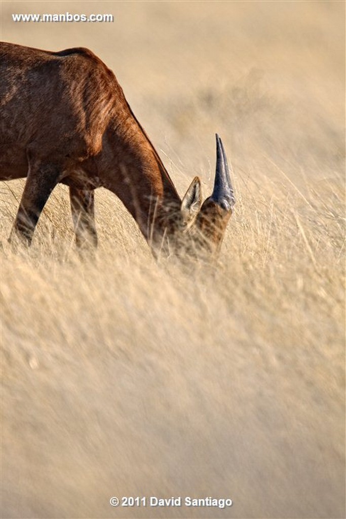 Namibia
Namibia Bubal Alcelafo Alcelaphus Buselaphus 
Namibia