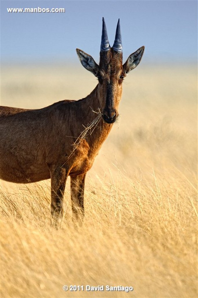 Namibia
Namibia Cebra Equus Burchelli 
Namibia