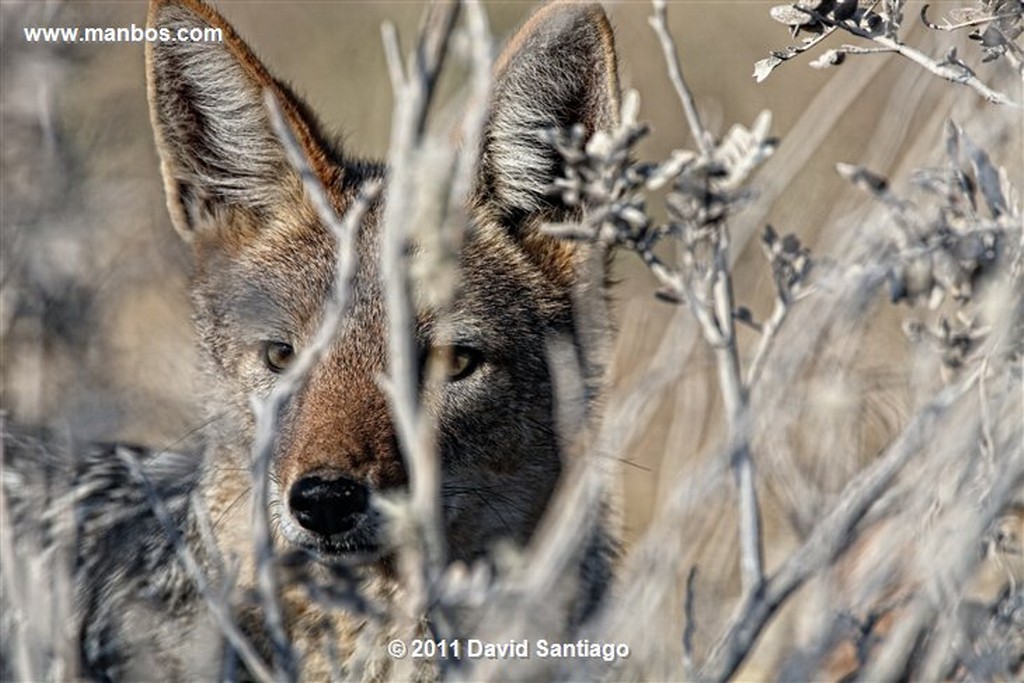 Namibia
Namibia Chacal de Flancos Rayados  canis Adustus 
Namibia