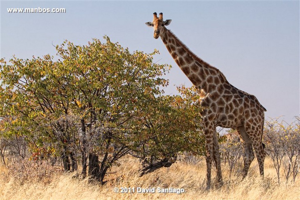 Namibia
Namibia Jirafa  giraffa Camelopardalis 
Namibia