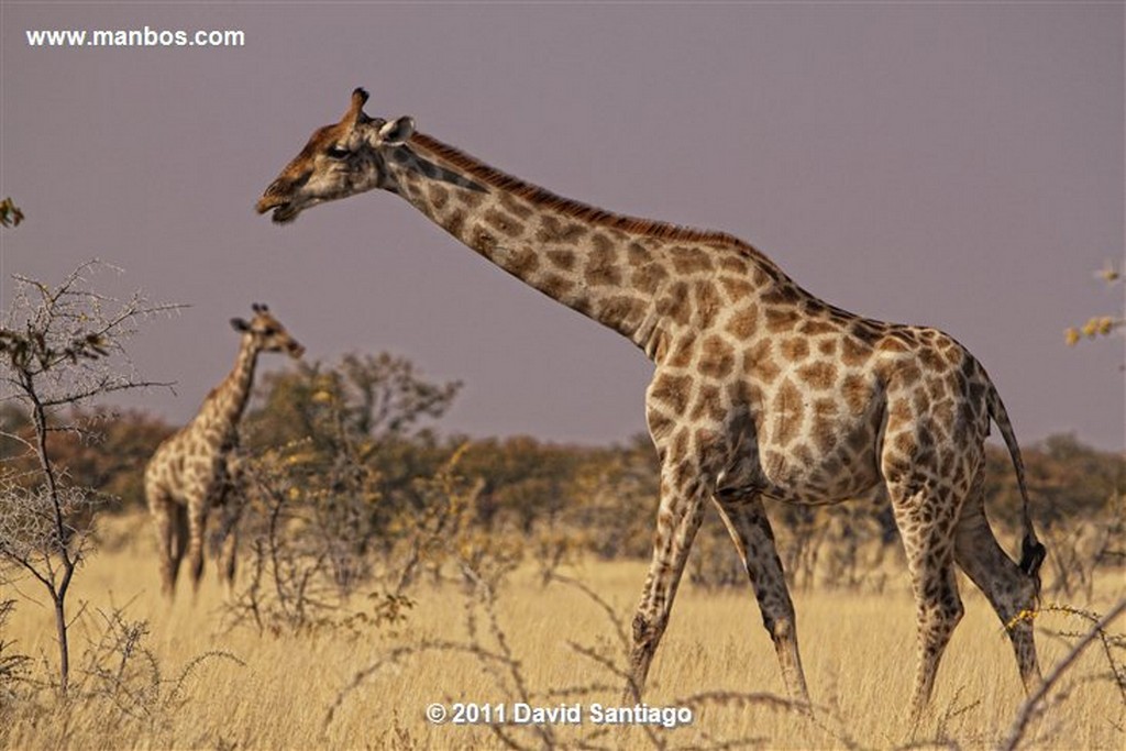 Namibia
Namibia Cebra Equus Burchelli 
Namibia