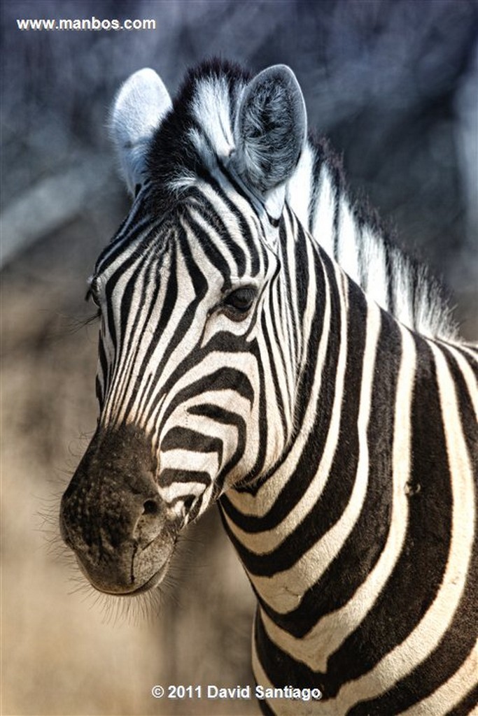 Namibia
Namibia Cebra Equus Burchelli 
Namibia