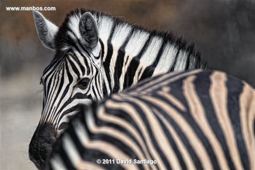 Namibia
Namibia Ñu Connochaetes Taurinus 
Namibia